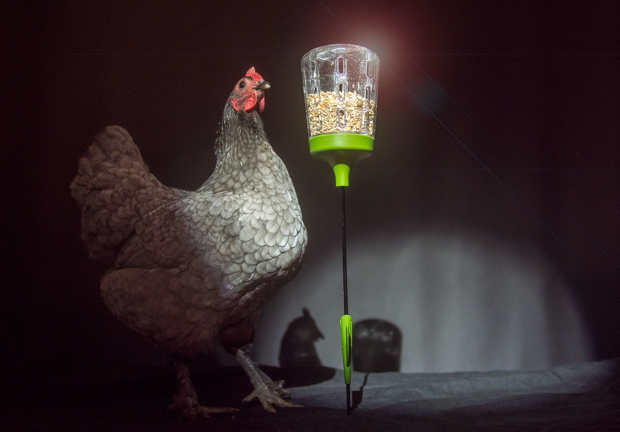 Chicken using an Elvis Peck Toy treat dispenser