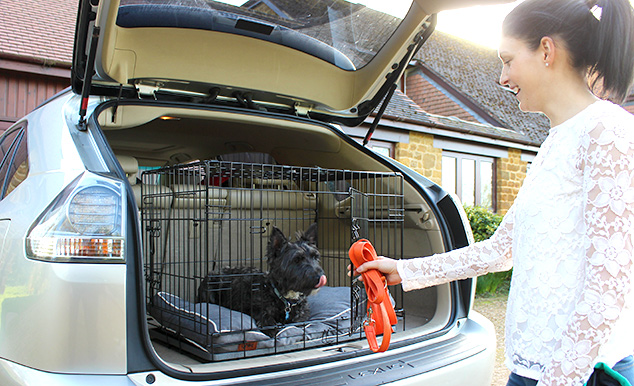 Using a dog crate is the safest way to transport your dog