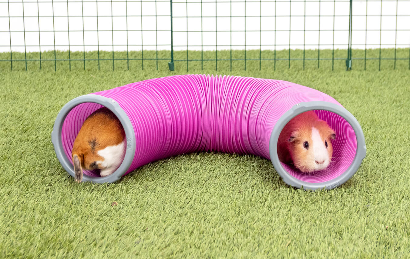 Guinea pig on sale play tunnels