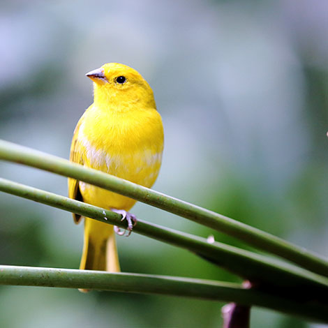 Harz Canary outside