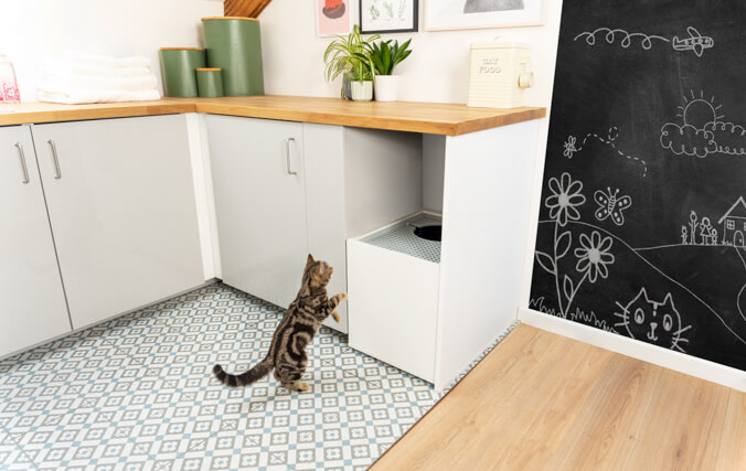 kitten jumping into the jump on cat litter box