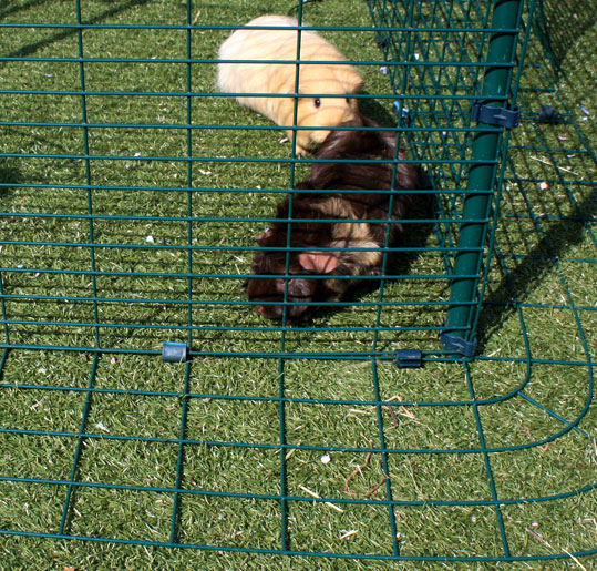 The Outdoor Guinea Pig Run has a detachable anti-tunnel skirt to stop predators from digging in. 