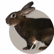 Rabbit Guide