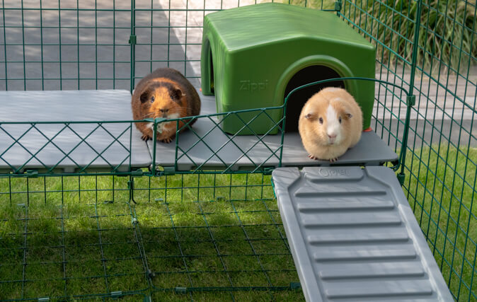 Guinea pigs Will Feel Secure Up High, and Safe Sheltered Below