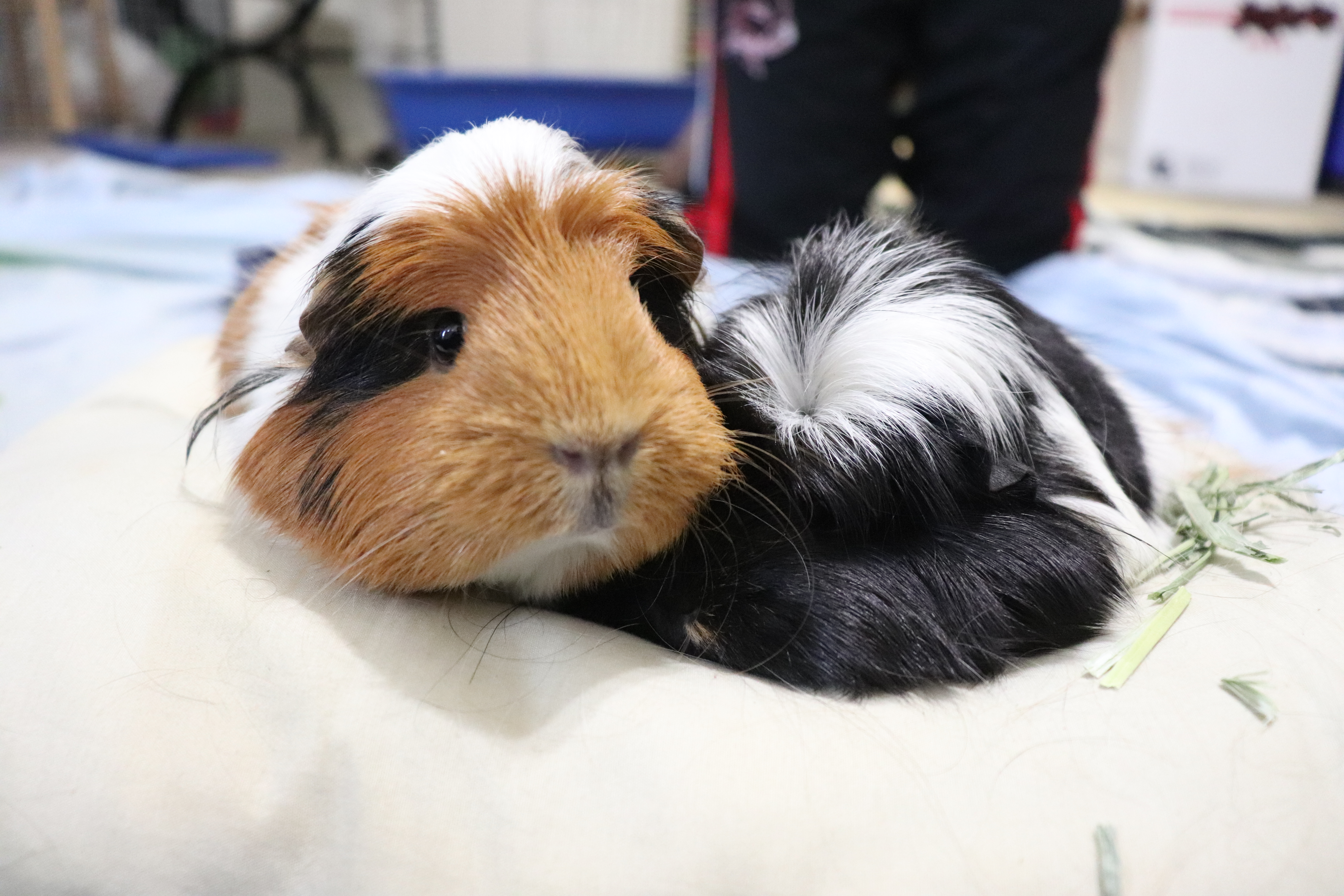 Abyssinian For Sale | Guinea Pigs | Breed Information | Omlet