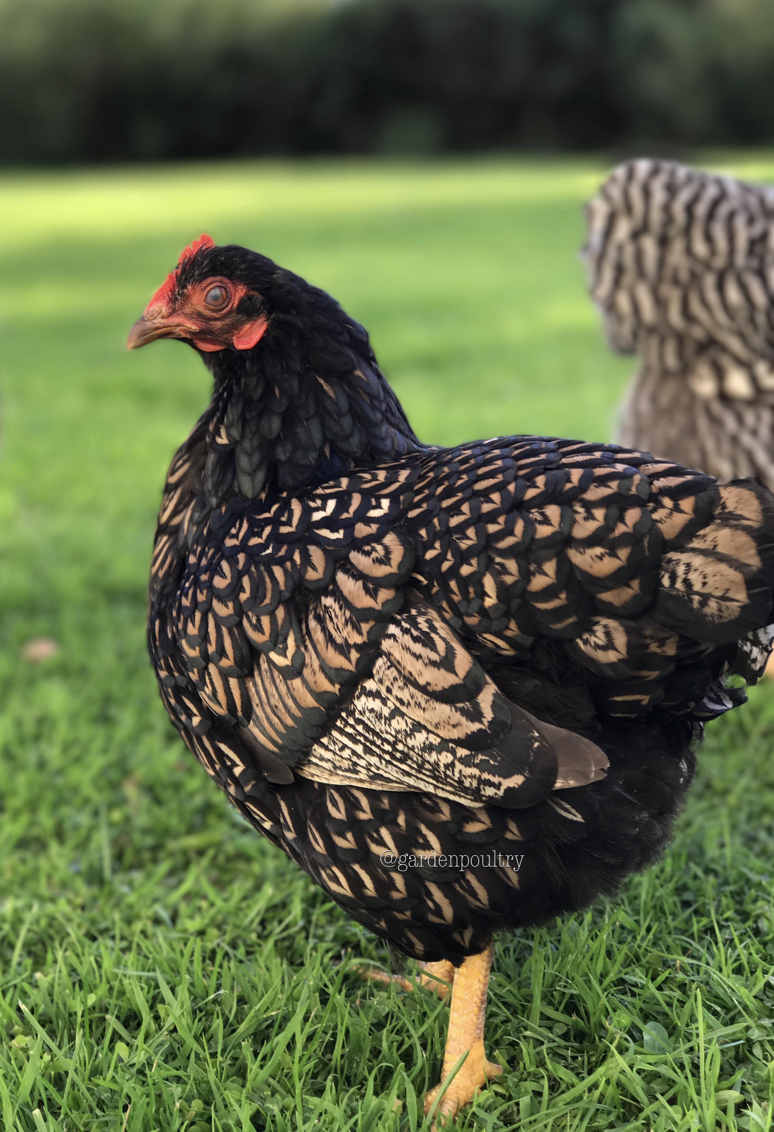Barnevelder For Sale Chickens Breed Information Omlet