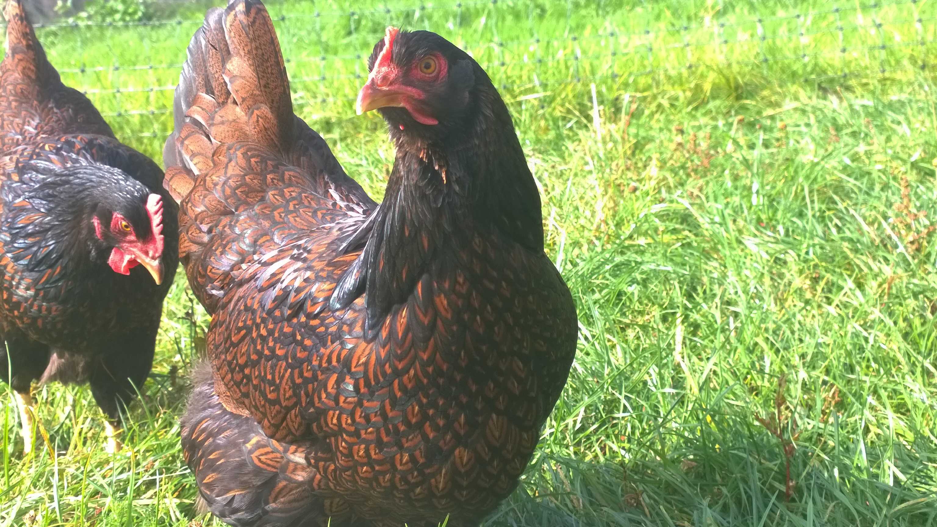 Barnevelder For Sale Chickens Breed Information Omlet
