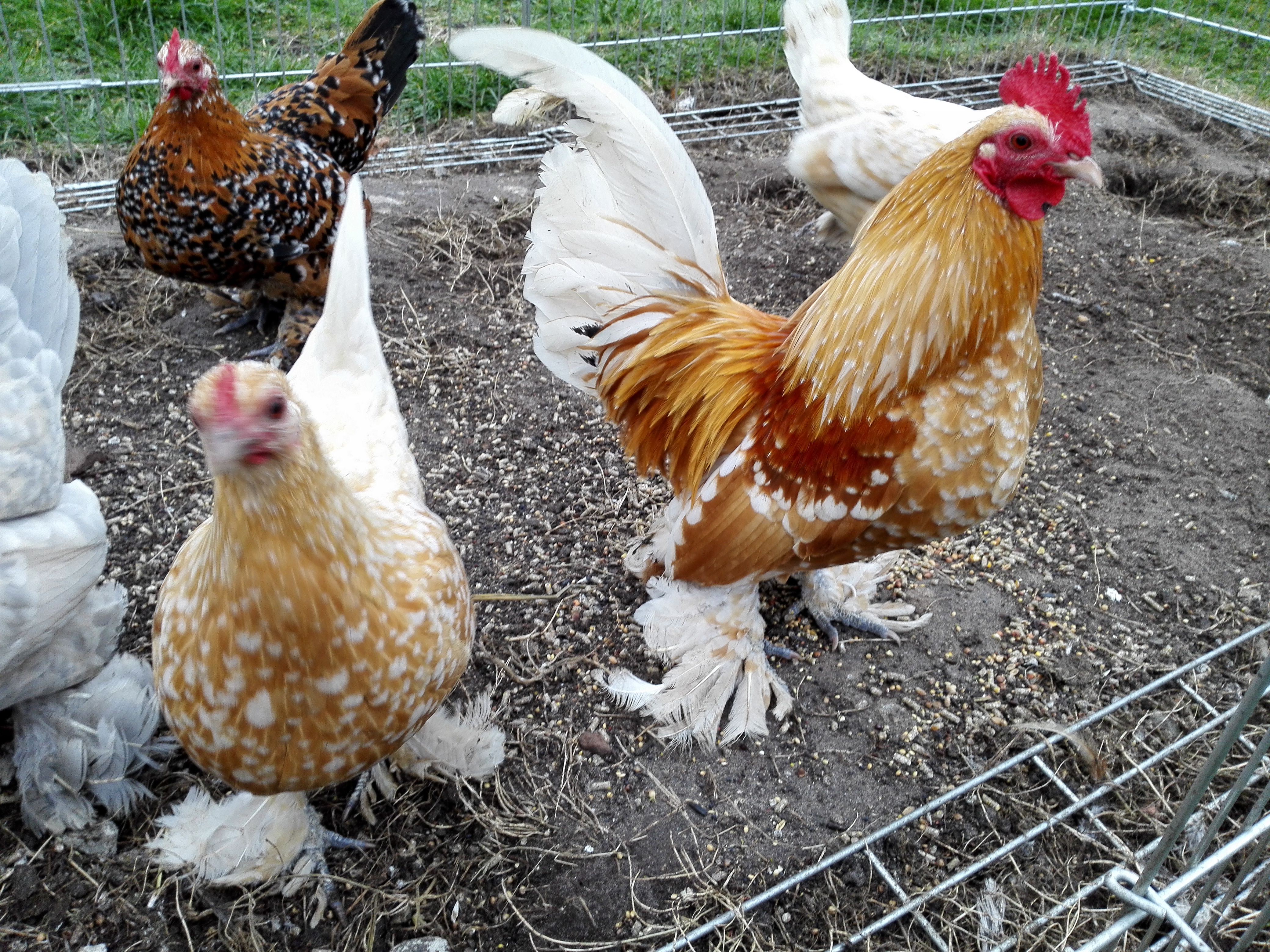 Booted Bantam For Sale Chickens Breed Information Omlet