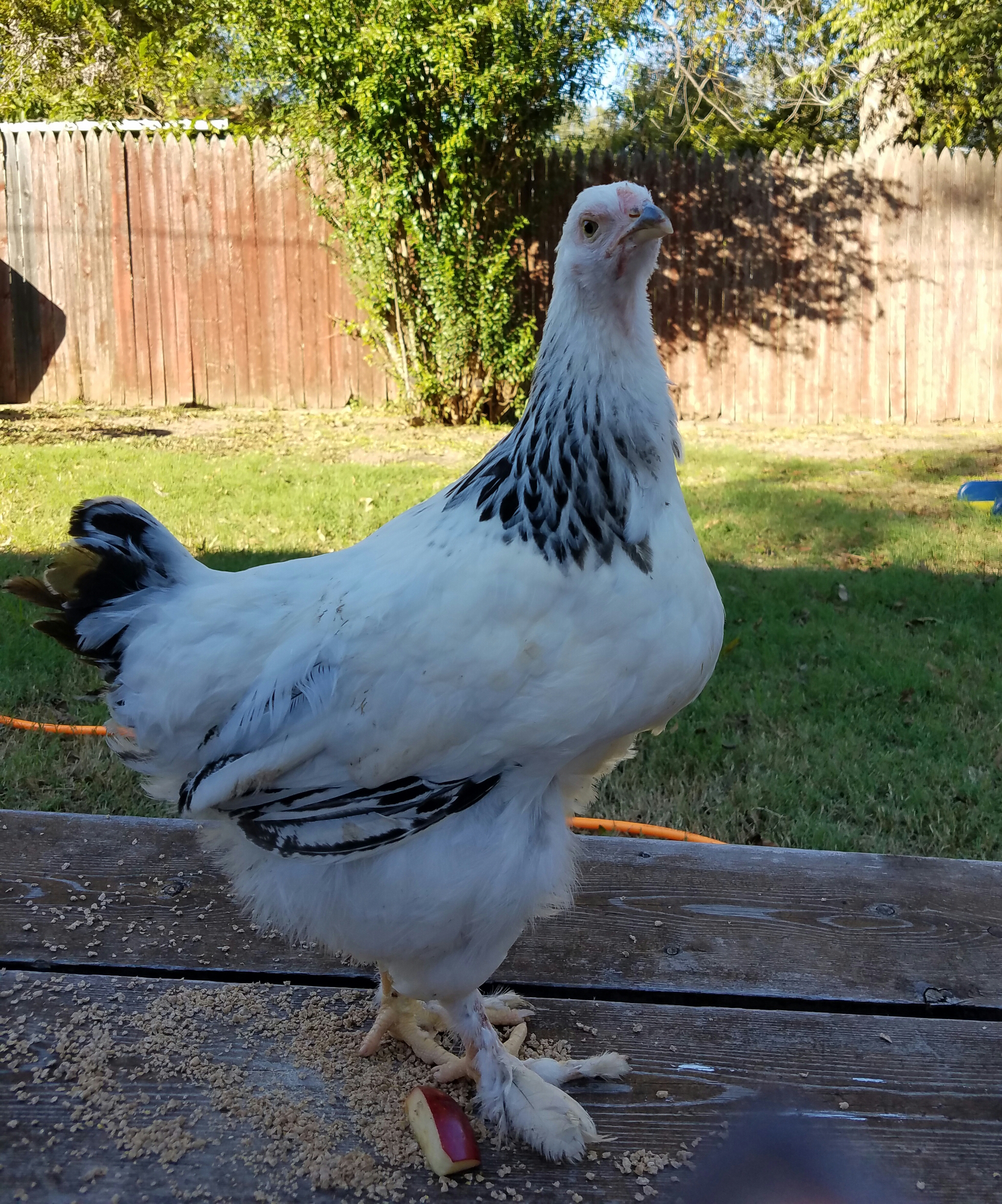 Brahma For Sale Chickens Breed Information Omlet