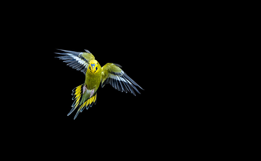 Budgies in flight