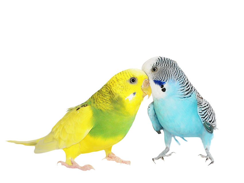 What does the word budgerigar mean?