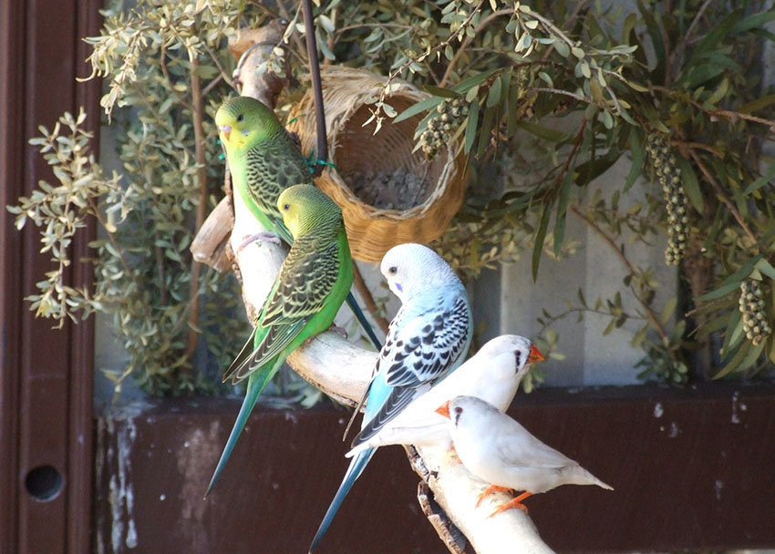 Budgie and Zebra finch