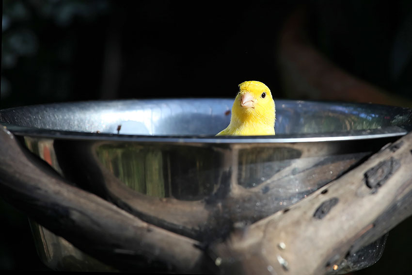 canary bathing