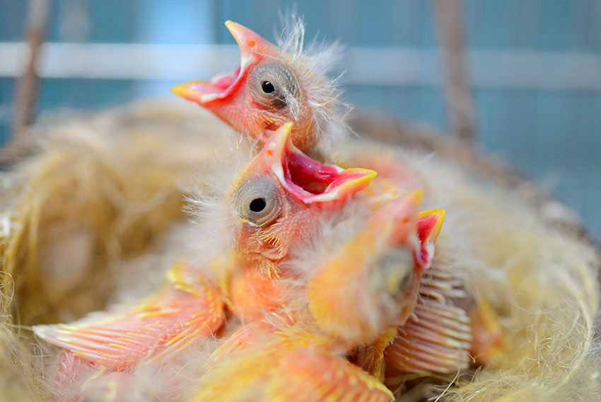 Canary chicks