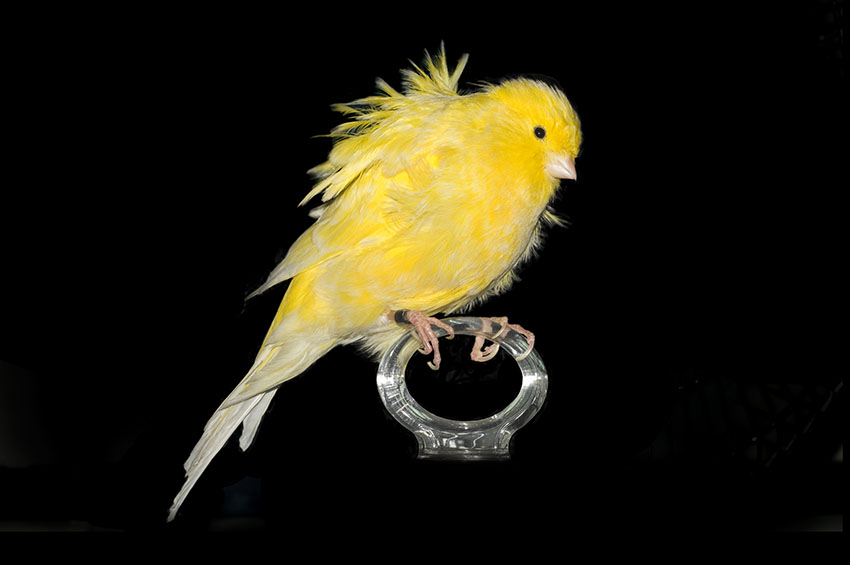 canary ruffled variety