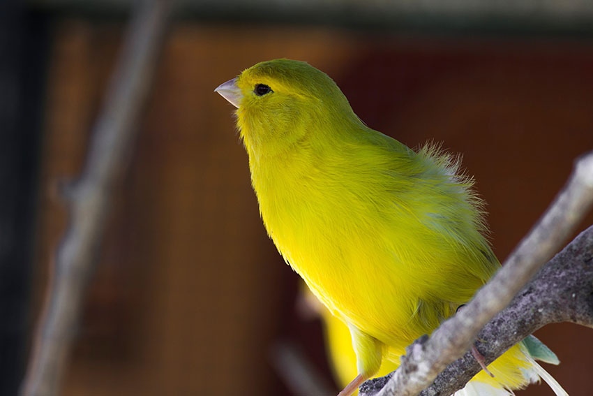 Canary song