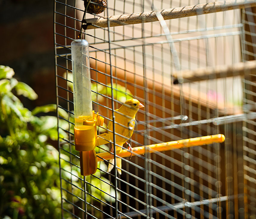 Canary drinking water