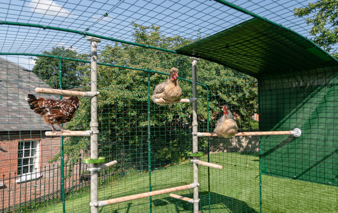 Chickens perching in the customisable Poletree