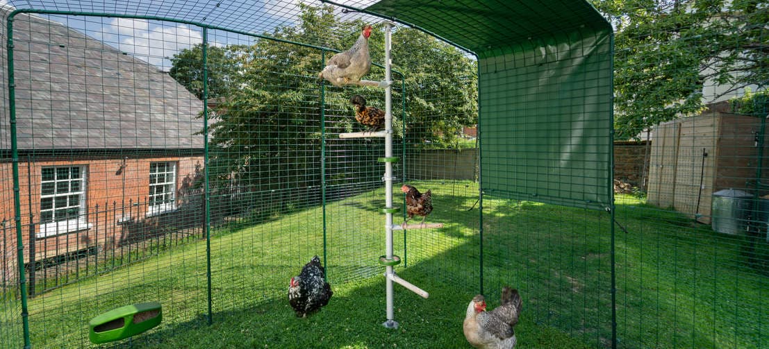 Chickens sitting on perches on the Poletree in walk in chicken run