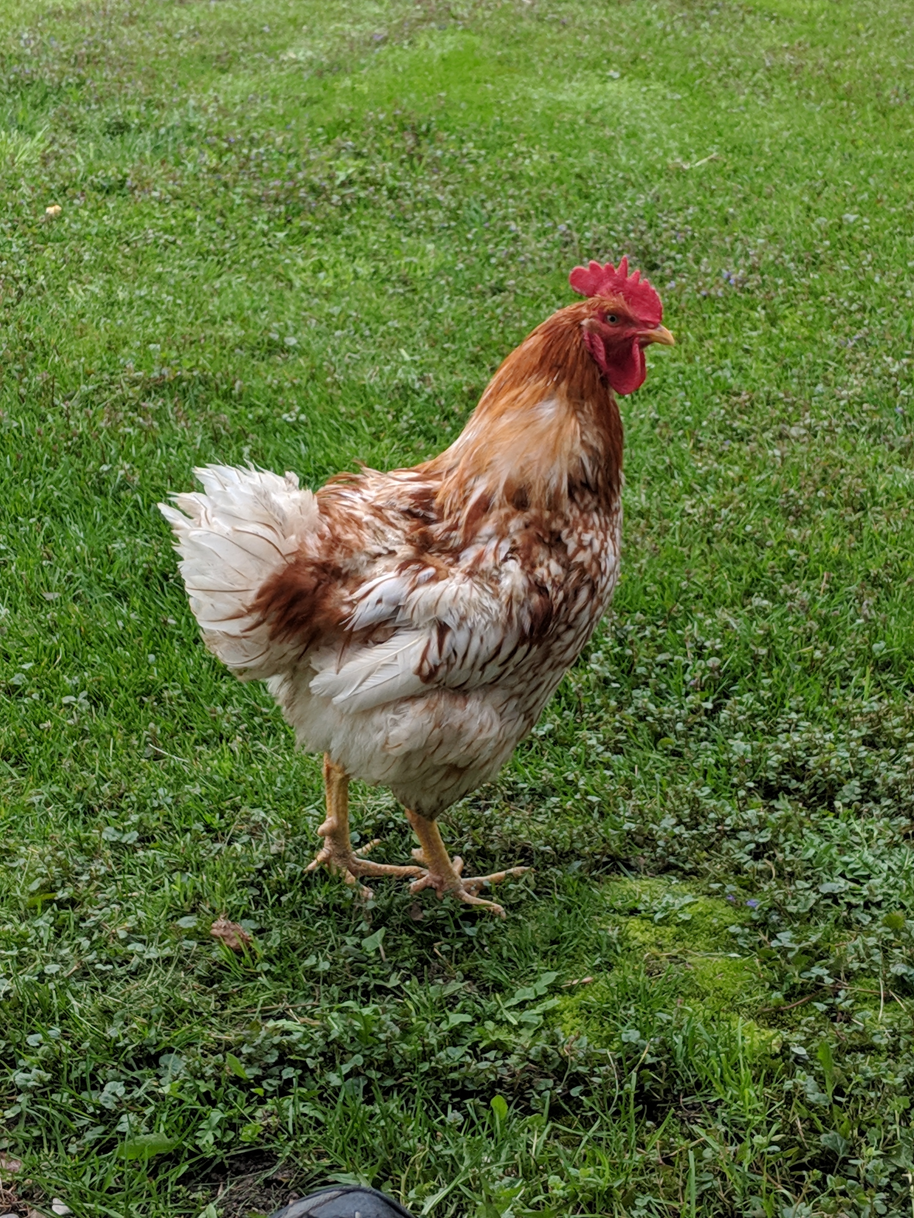 What Do Chicken Noises Mean? About Chickens Chickens Guide