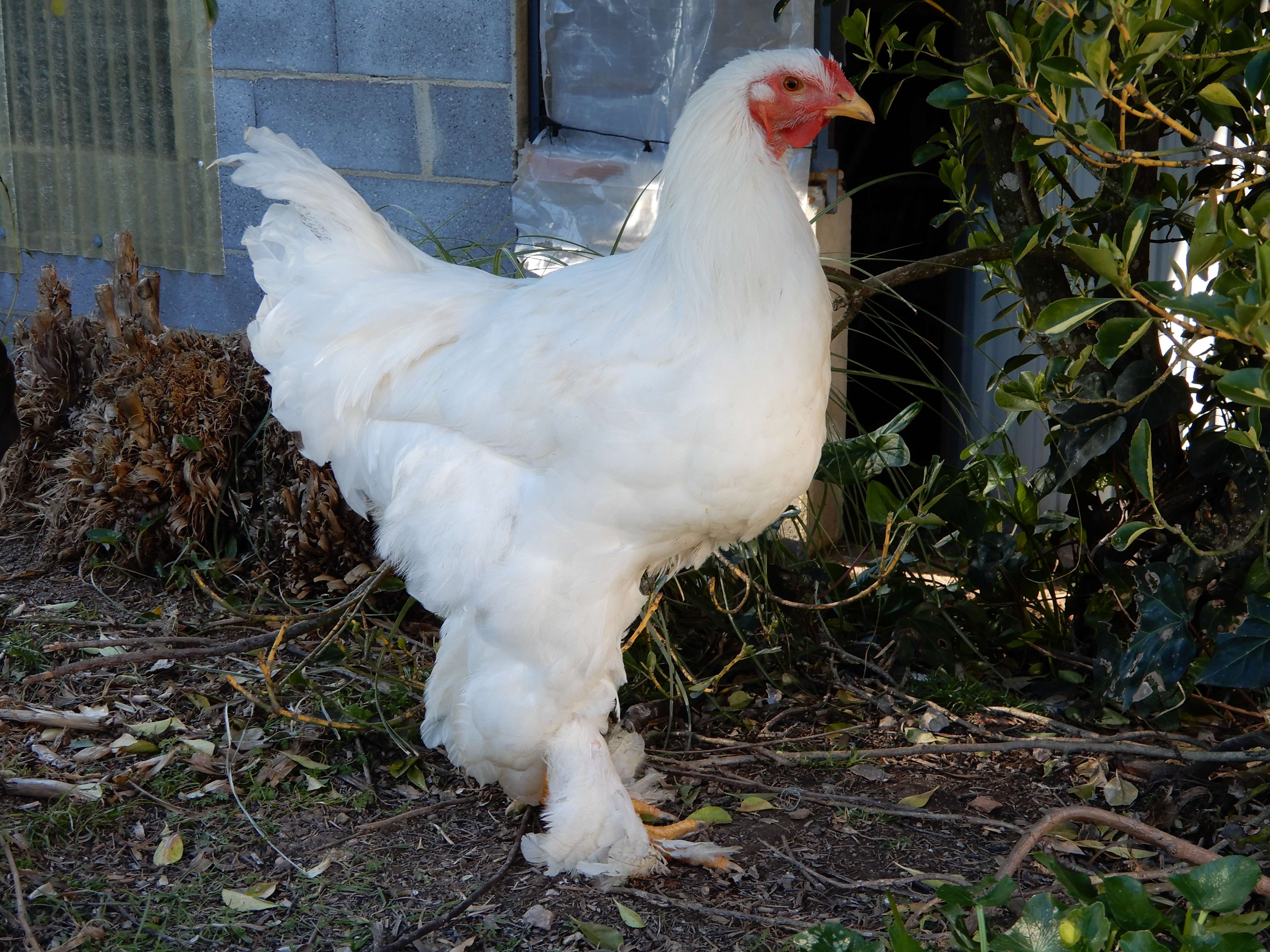 Show Chickens Chickens Guide Omlet Australia