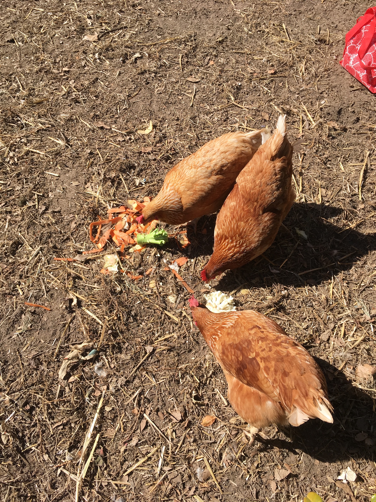 The Omlet Chicken Guide Chickens Guide Omlet Australia