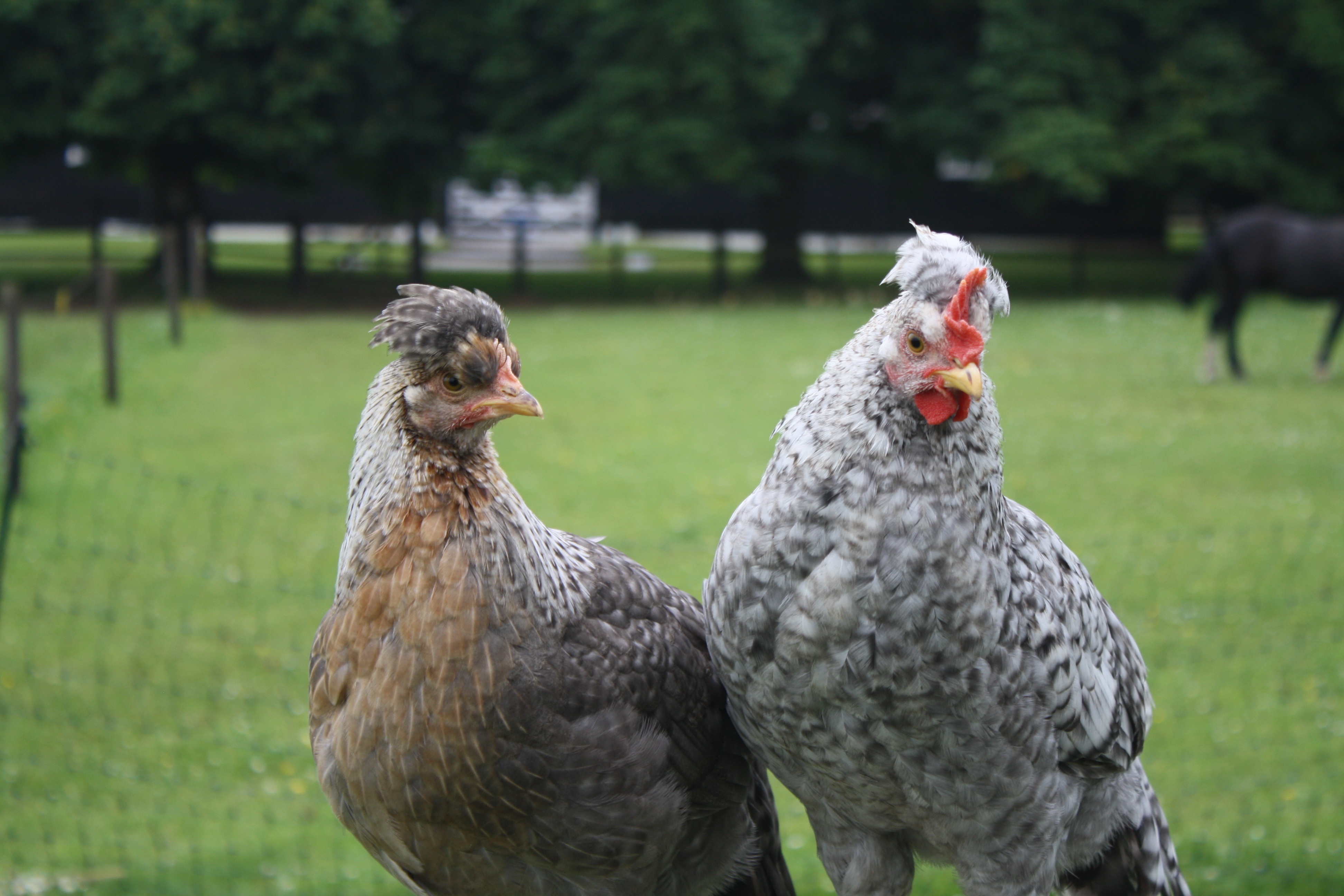Cream Legbar For Sale Chickens Breed Information Omlet