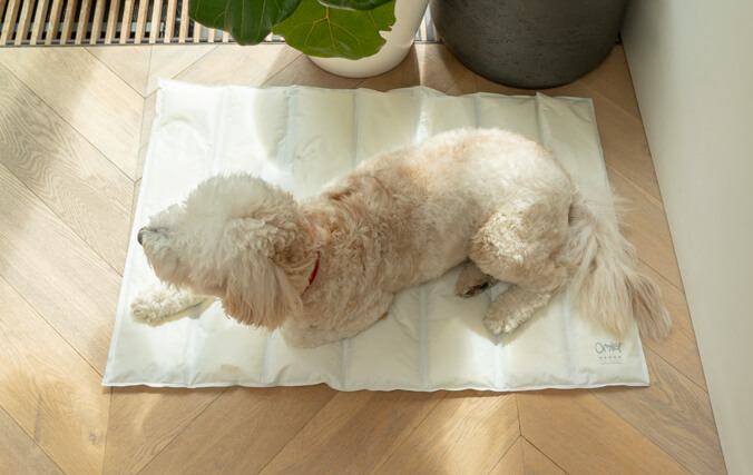Dogs of all ages will love chilling on the rip-resistant mat.