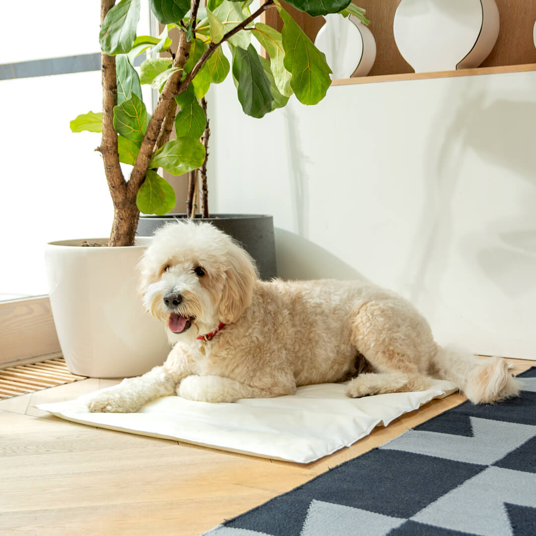 doggy cool mat