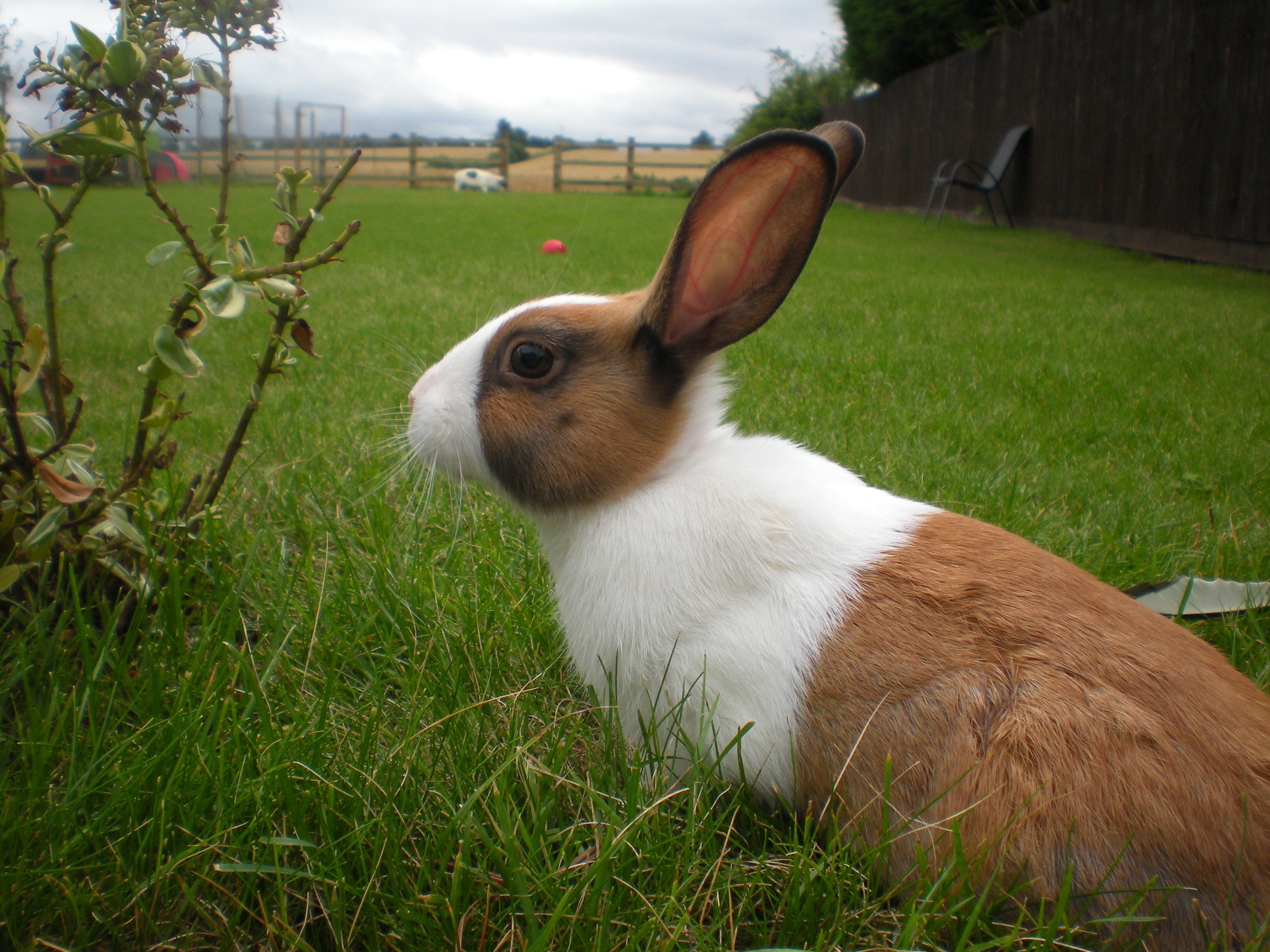 Dutch For Sale Rabbits Breed Information Omlet