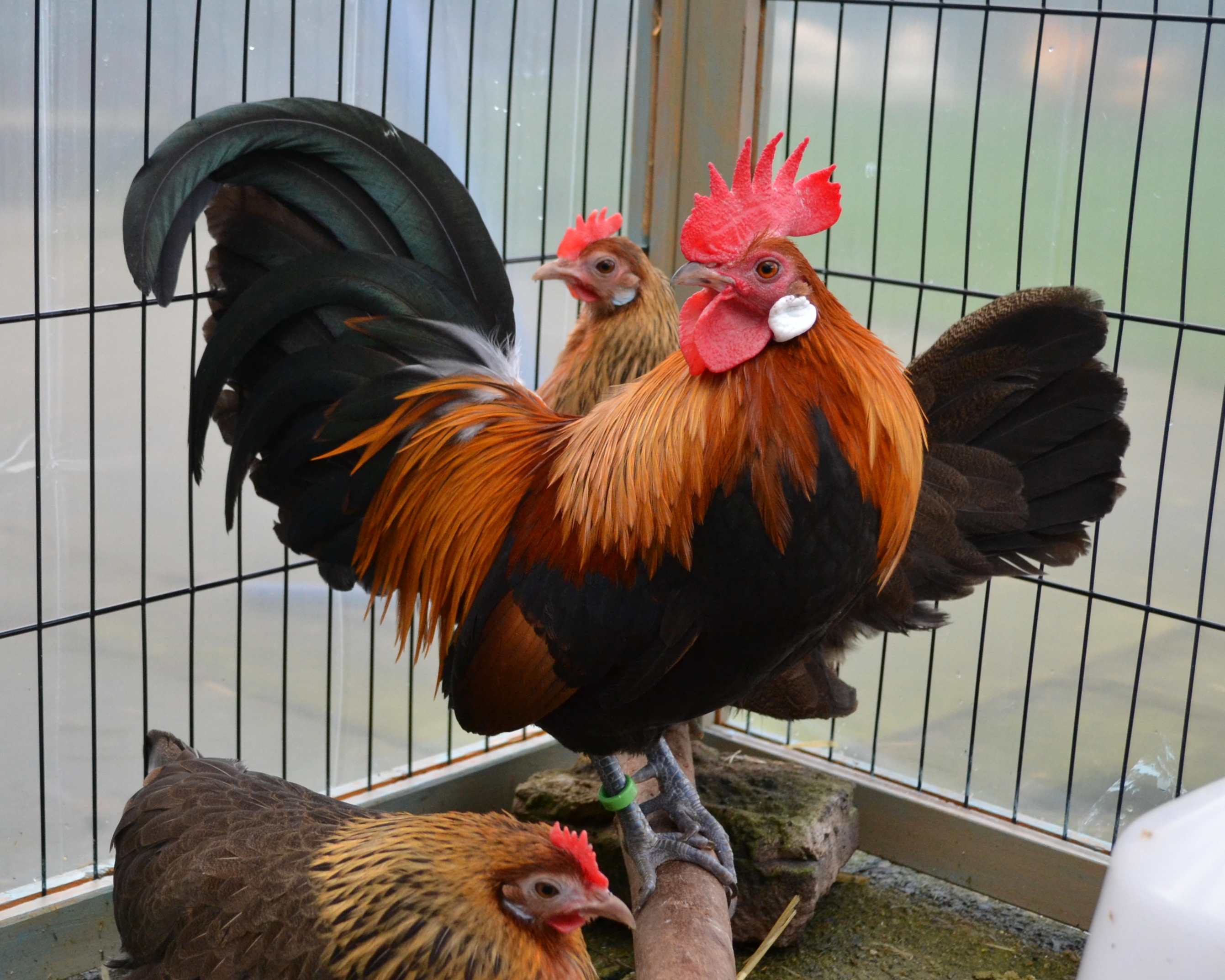 Dutch Bantam For Sale Chickens Breed Information Omlet