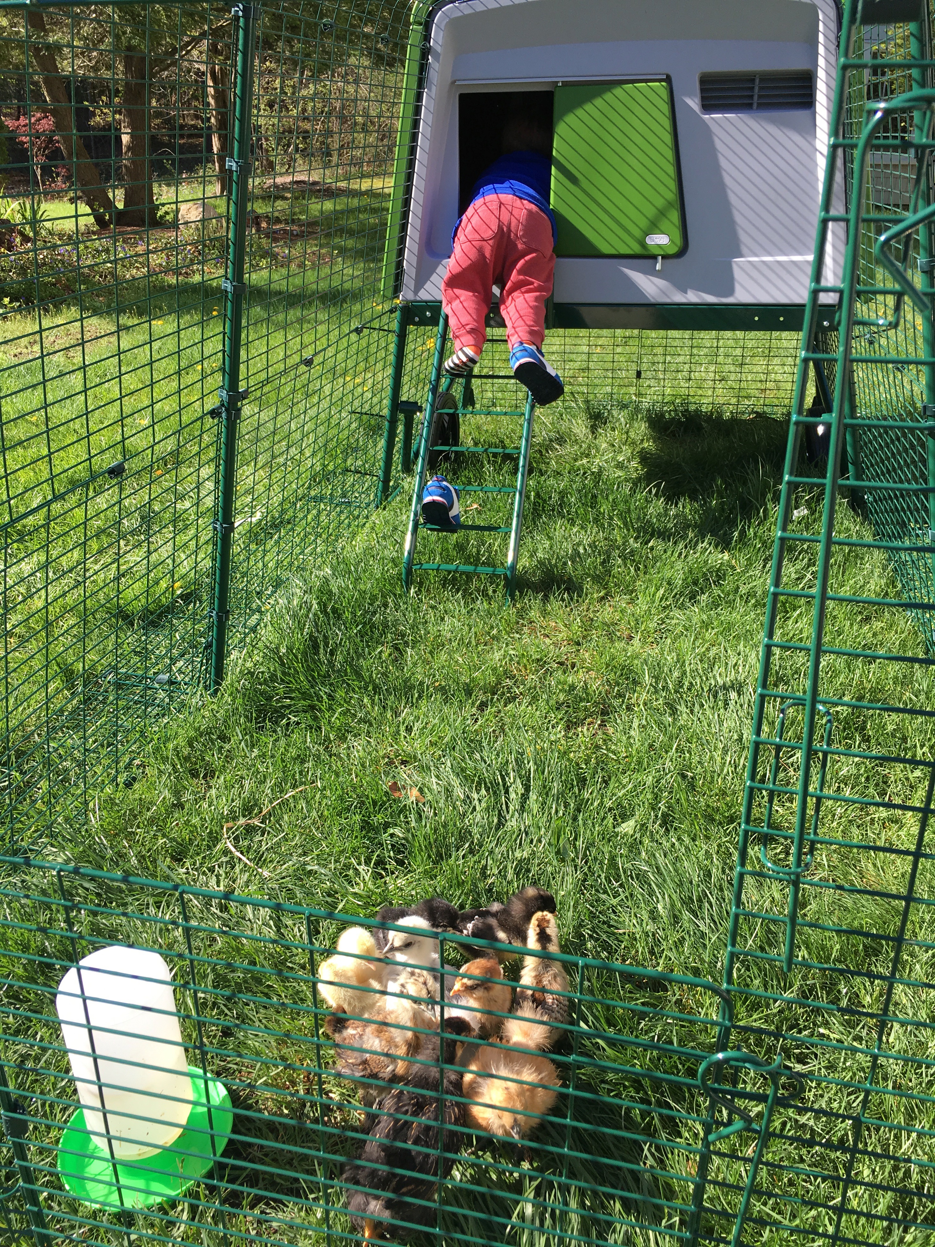 New Eglu Cube Chicken Coop Chicken Keeping Equipment Omlet