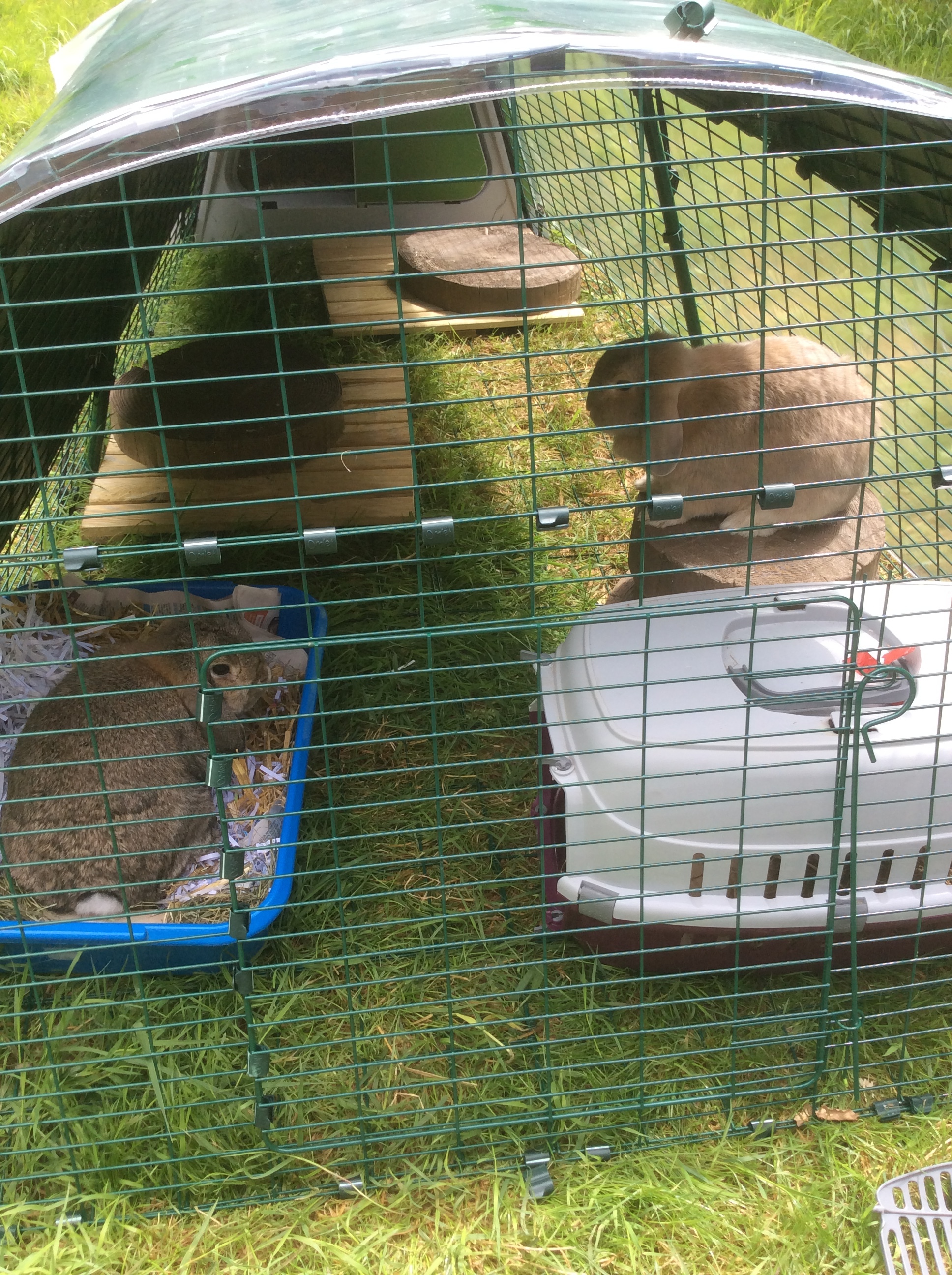 Eglu Go Rabbit Hutch | Plastic House and Run for Rabbits