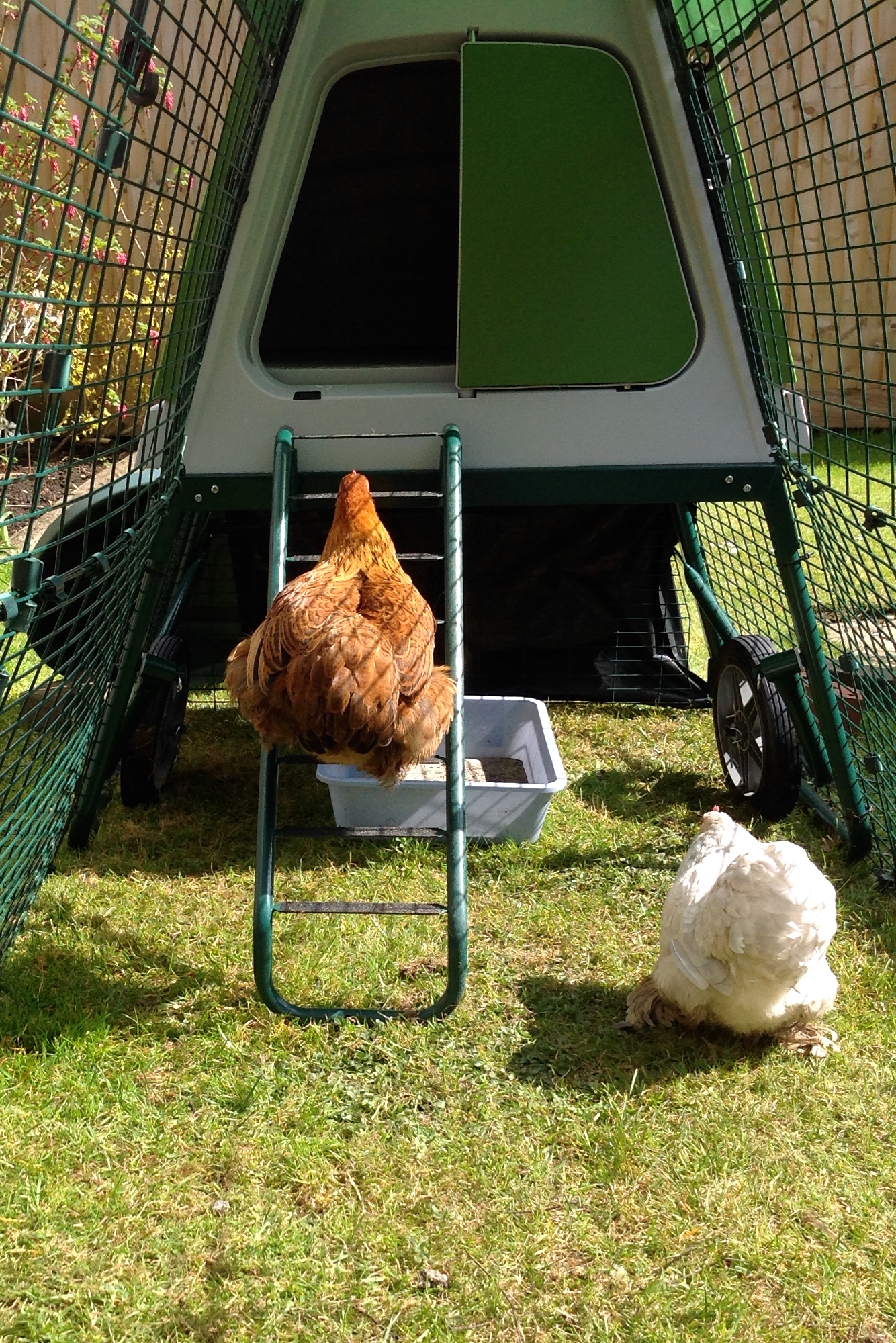 Eglu Go UP Chicken Coop Chicken Keeping Equipment Omlet