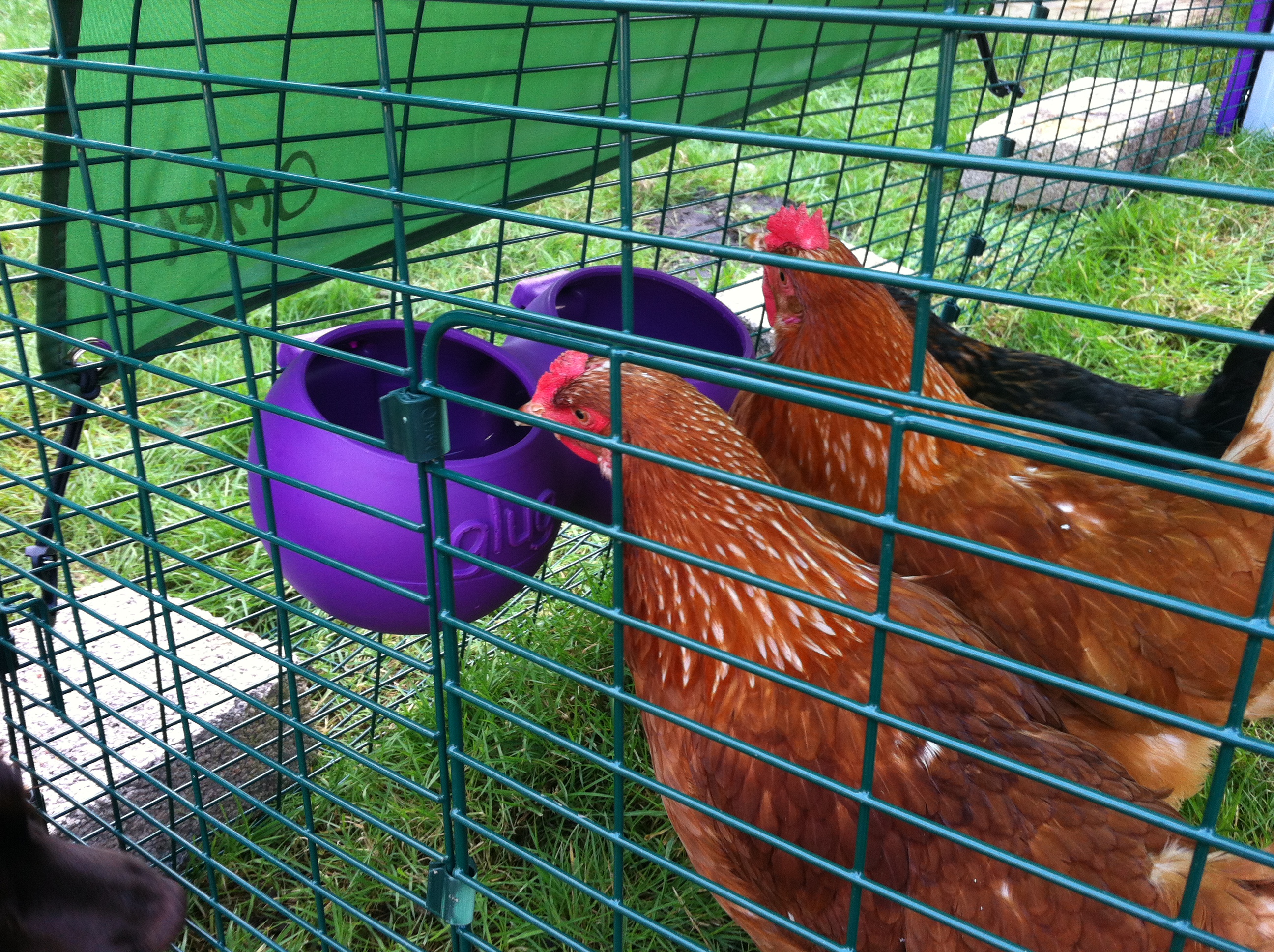 Katie Cheetham's hens love feeding and drinking from their clean Omlet Feeders