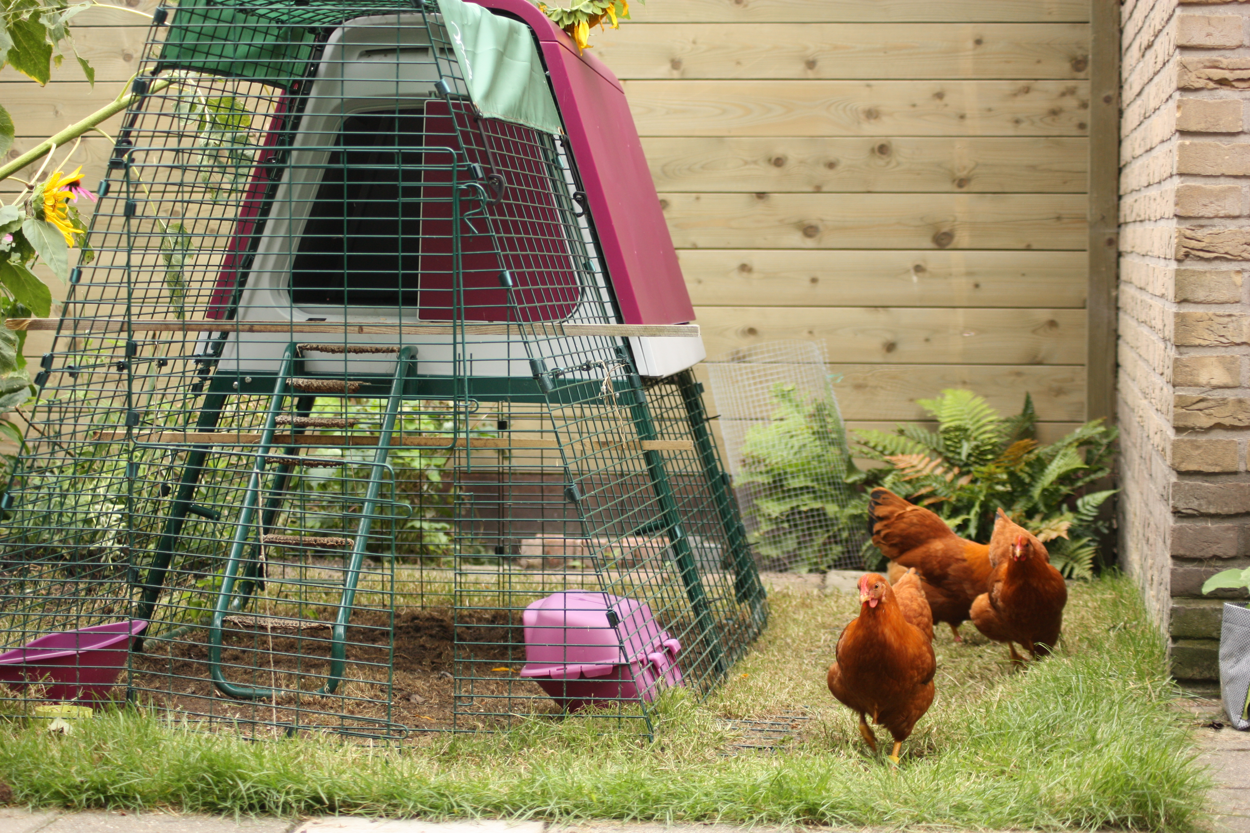 How much space should my chickens have inside their coop? - My Pet Chicken