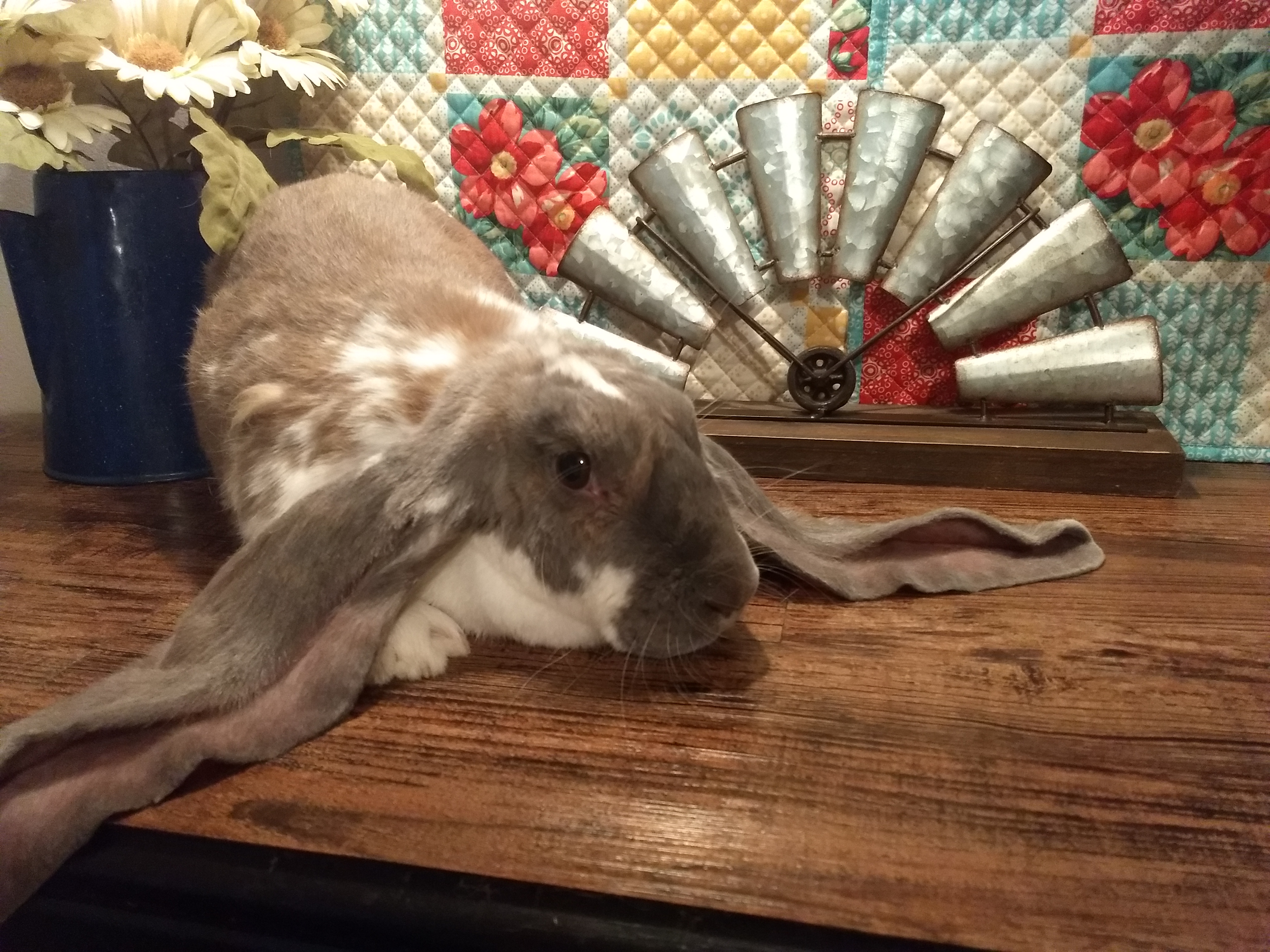 English Lop For Sale Rabbits Breed Information Omlet