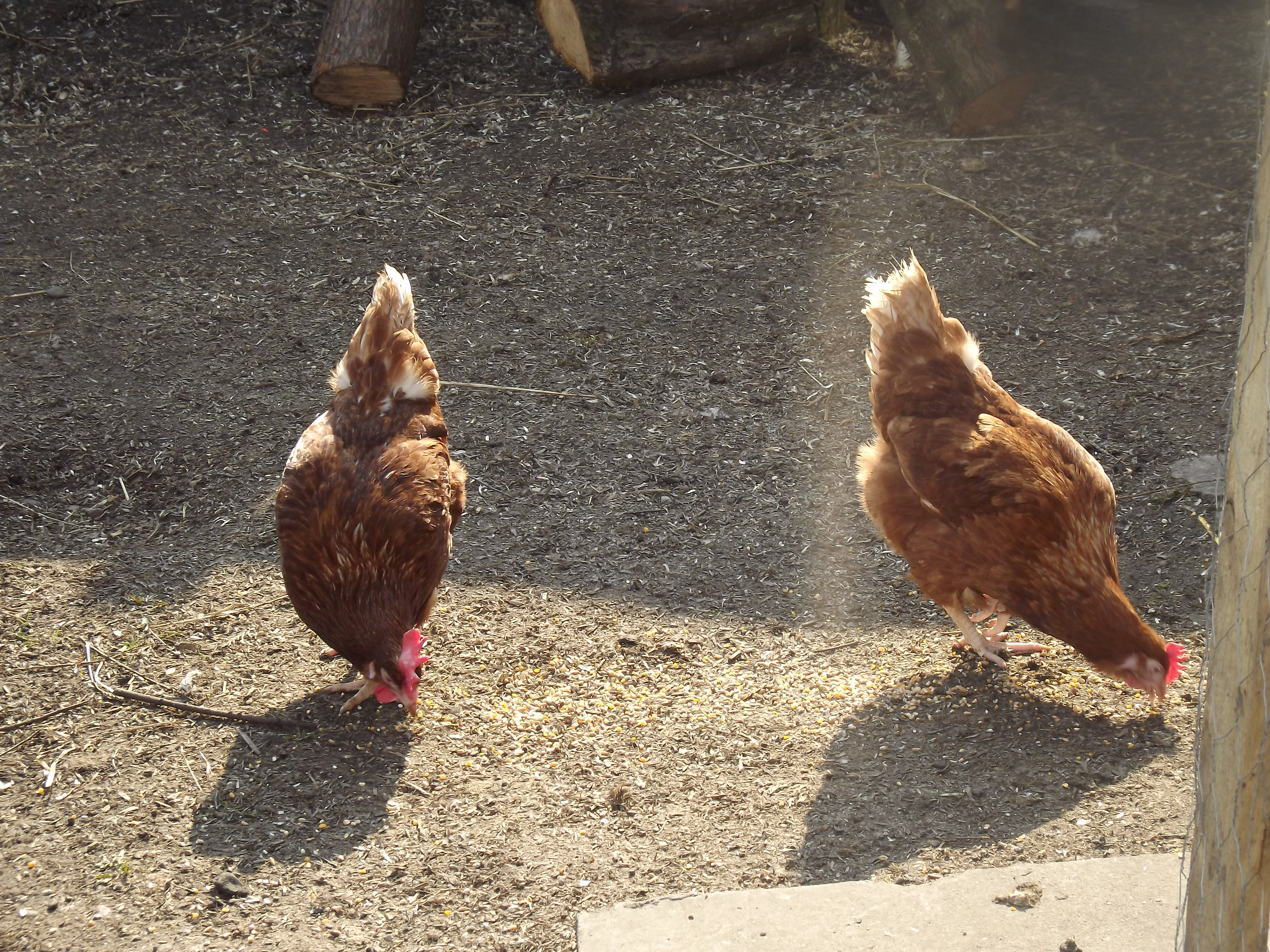 ExBattery Hen For Sale Chickens Breed Information Omlet