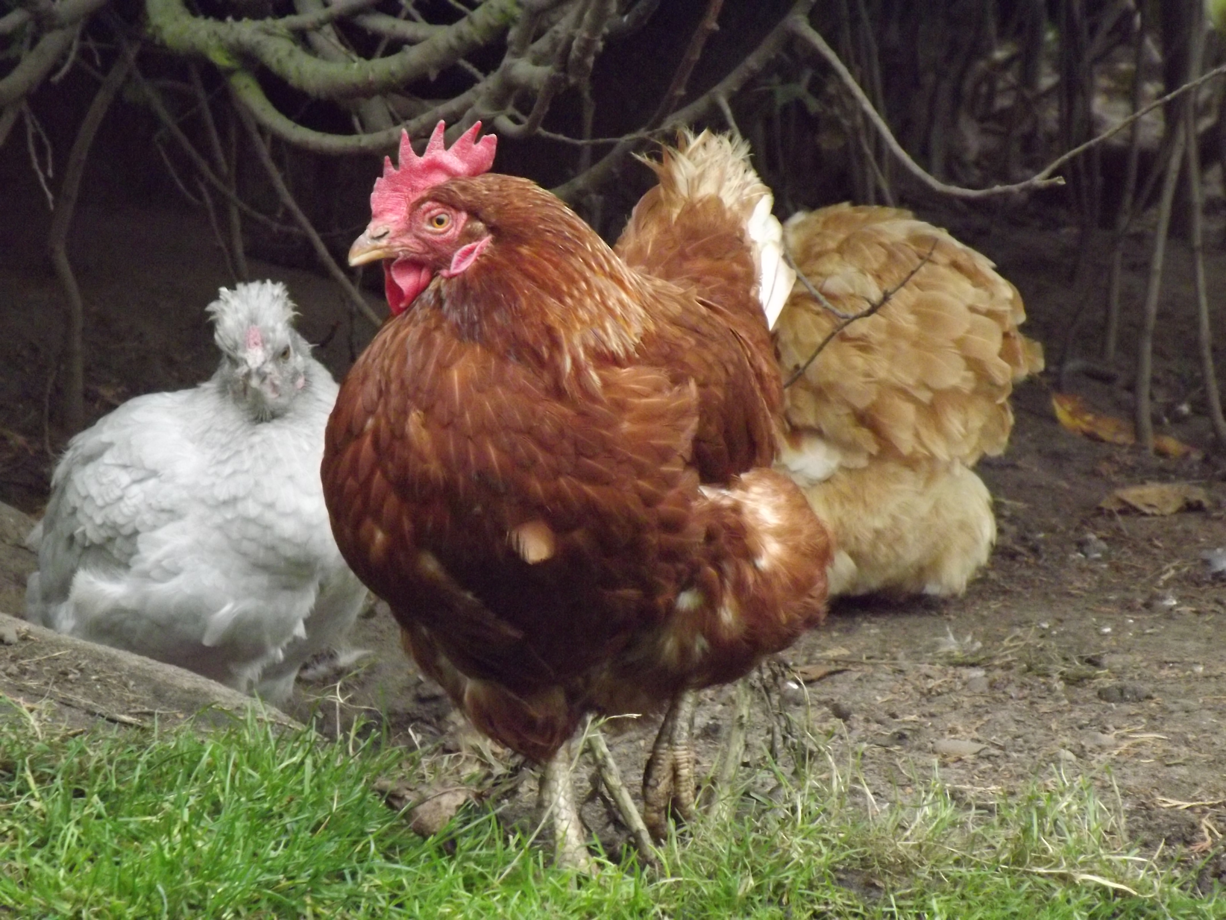 ExBattery Hen For Sale Chickens Breed Information Omlet