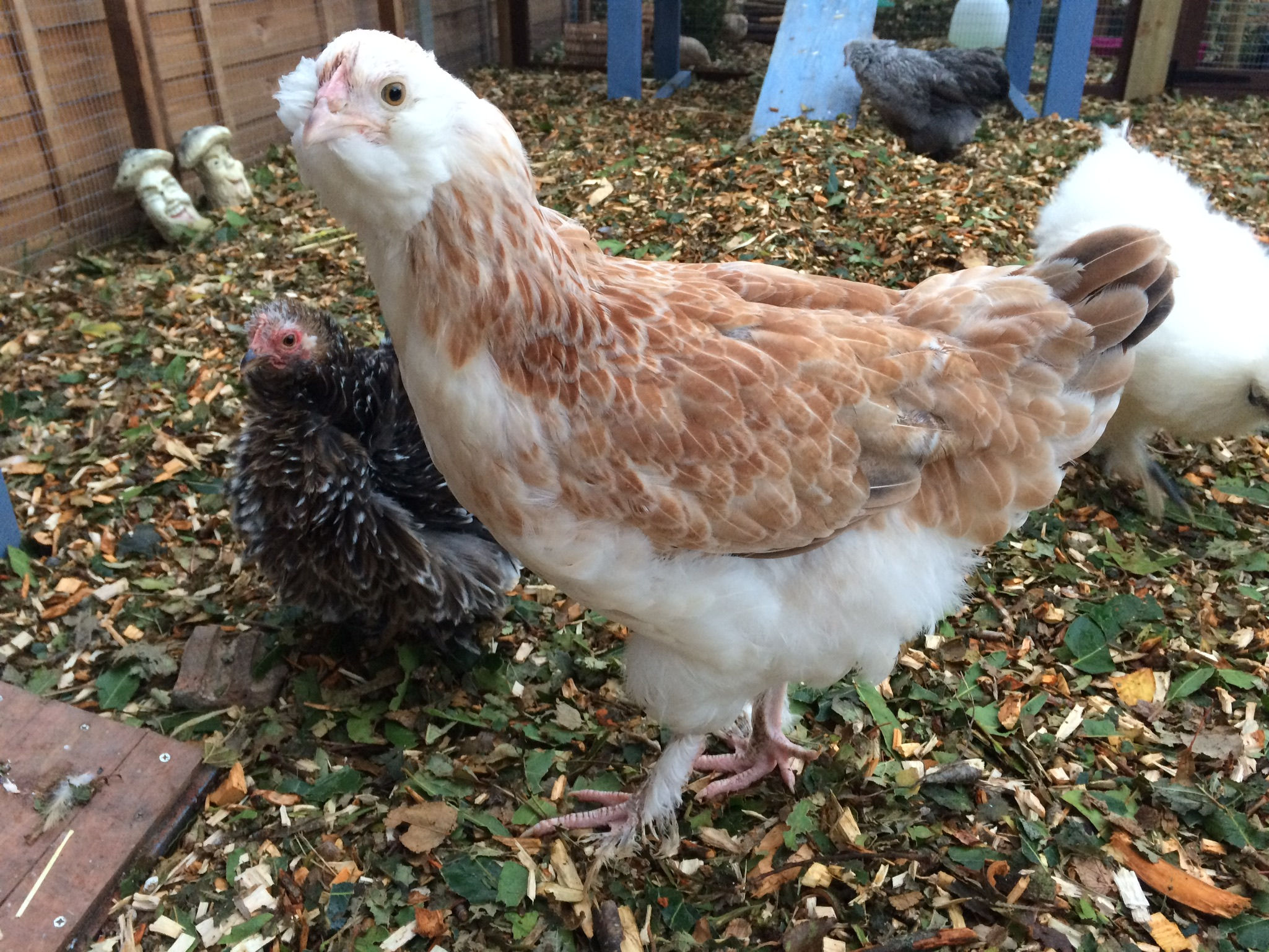 Faverolle For Sale Chickens Breed Information Omlet