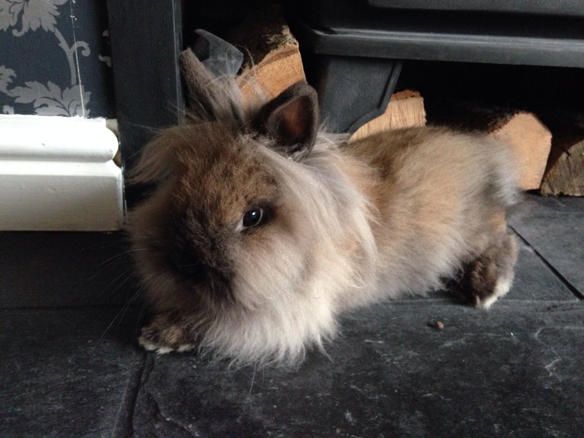 Rabbit Google Search