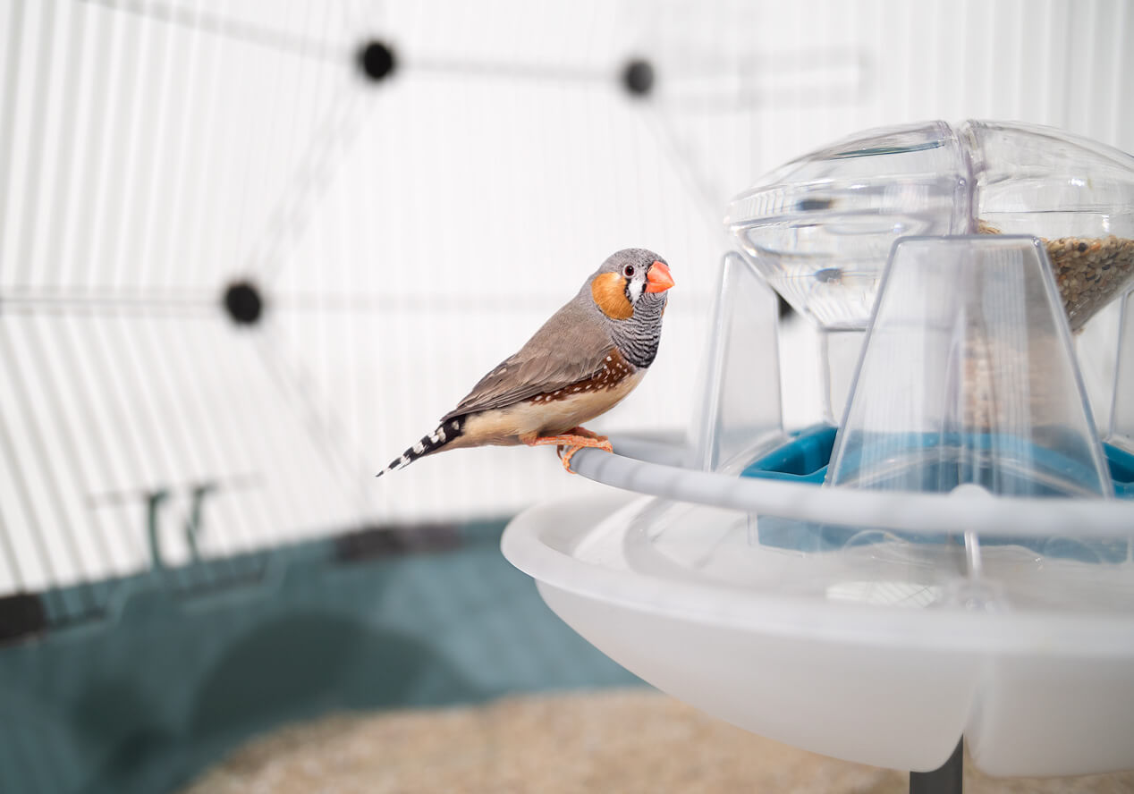 A finch sitting on the removable perching ring that surrounds the central feed station within the Geo Bird Cage