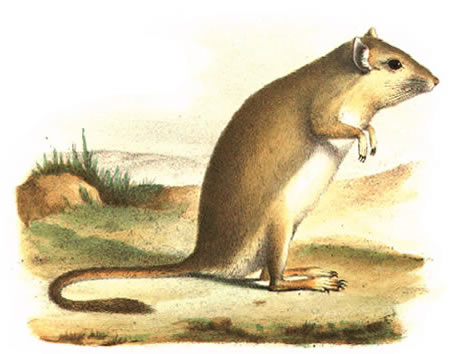 The First Depiction of a Gerbil