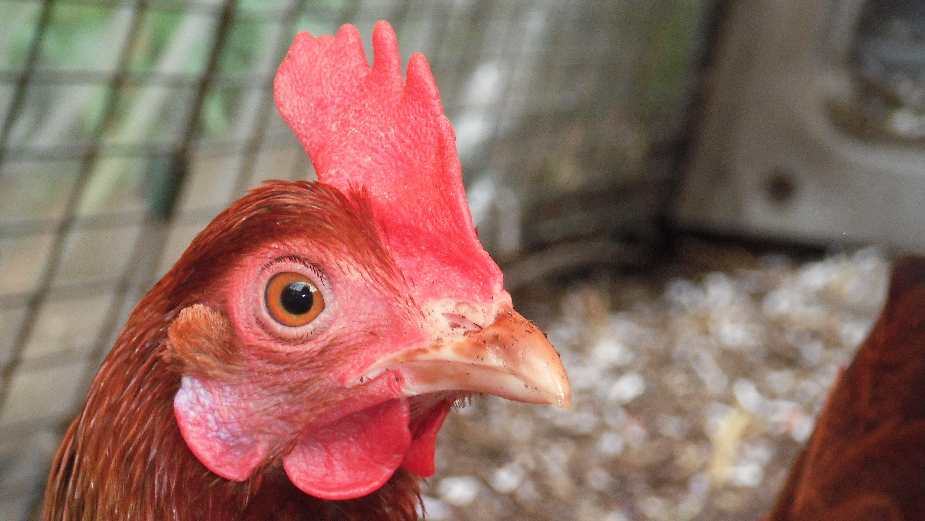 Christopher Walker's Gingernut Ranger has a beautiful wattle, comb and beak