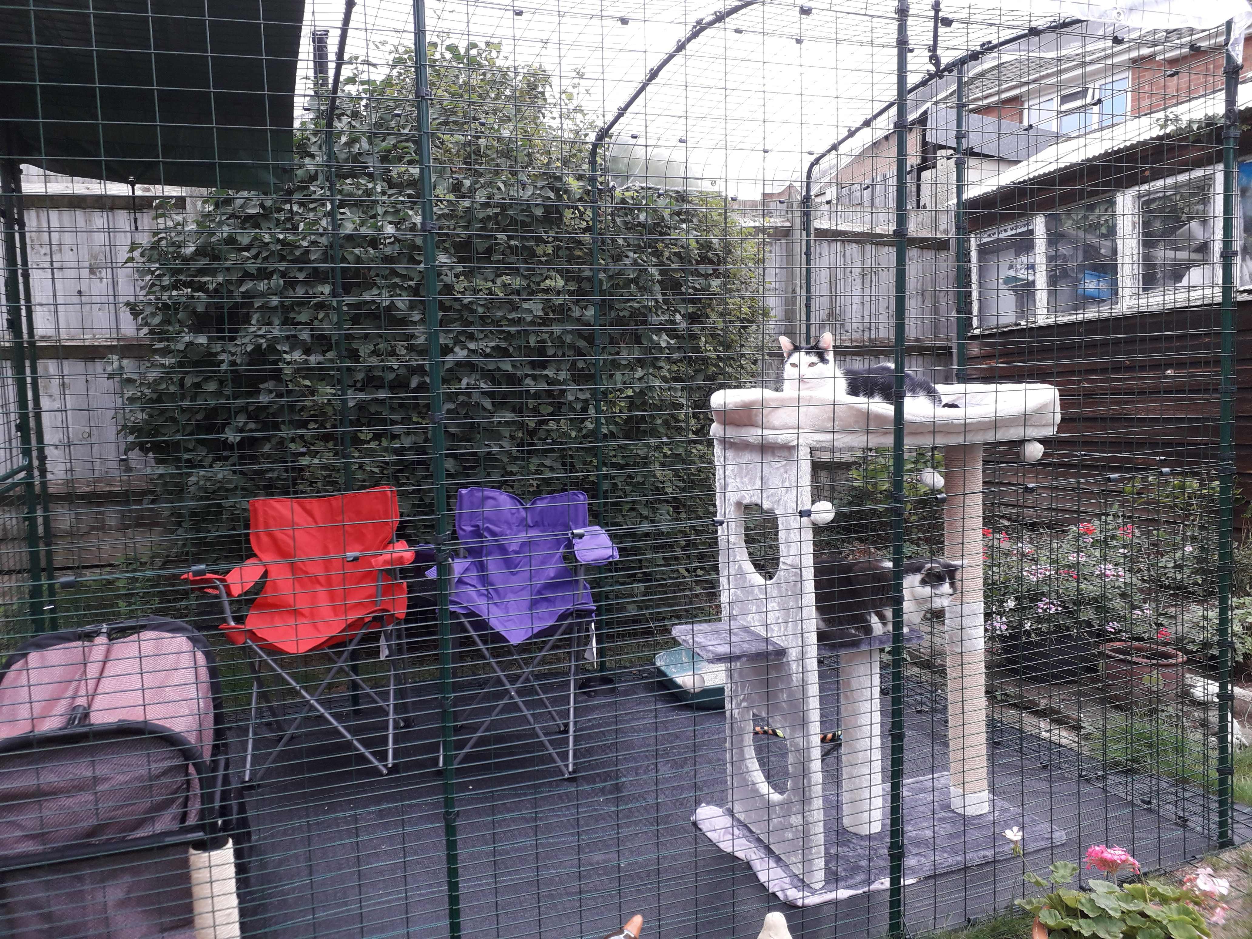 Outdoor Cat Run Outdoor Cat Runs Omlet