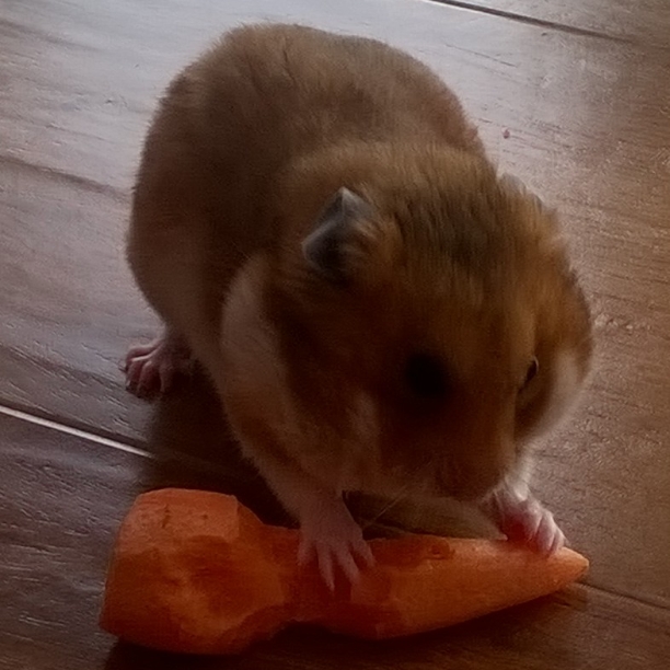 Breeds About Hamsters Hamsters Guide Omlet Australia