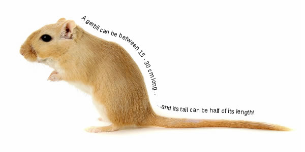 Anatomy of the Gerbil