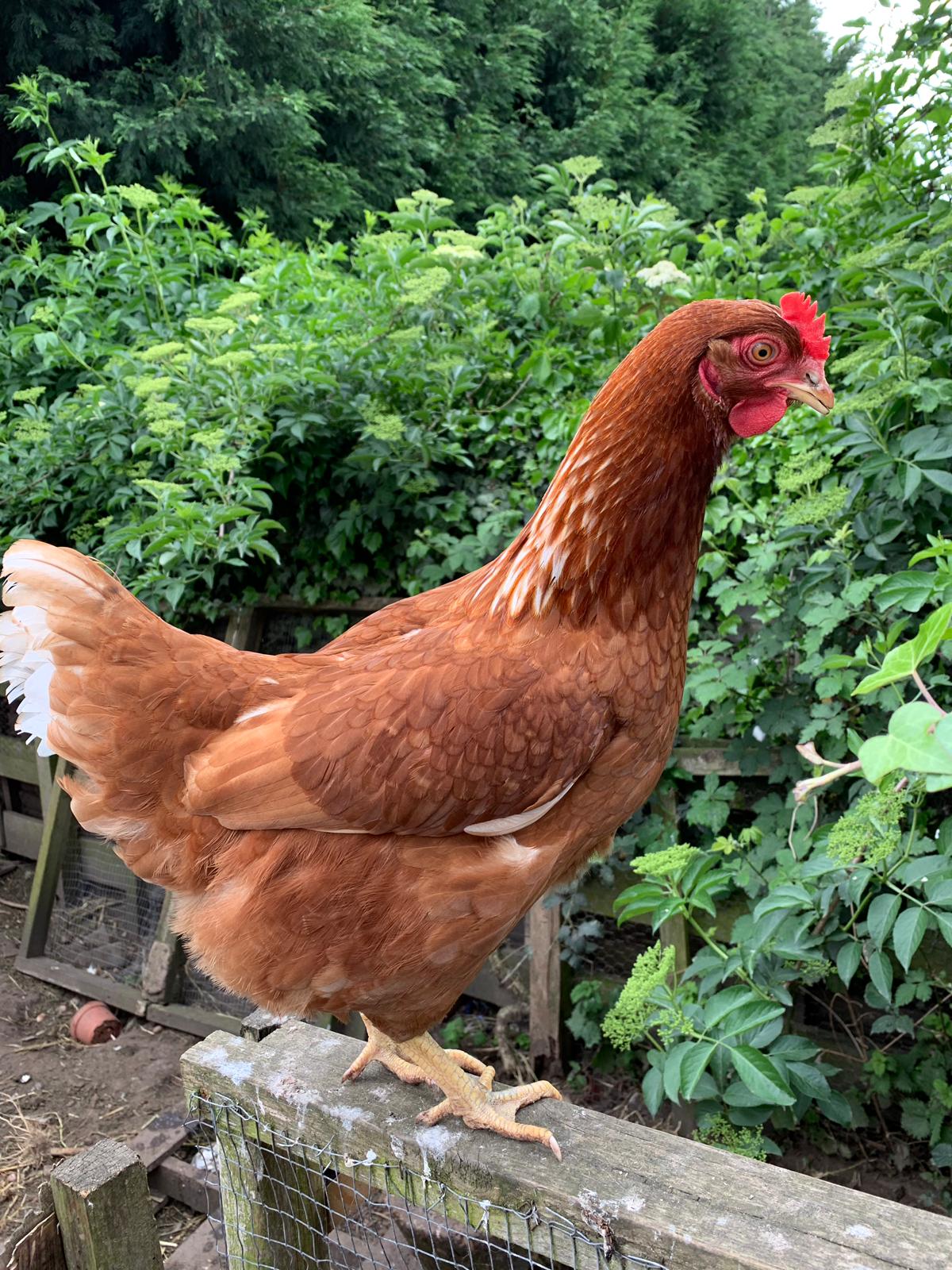 Hybrid For Sale Chickens Breed Information Omlet