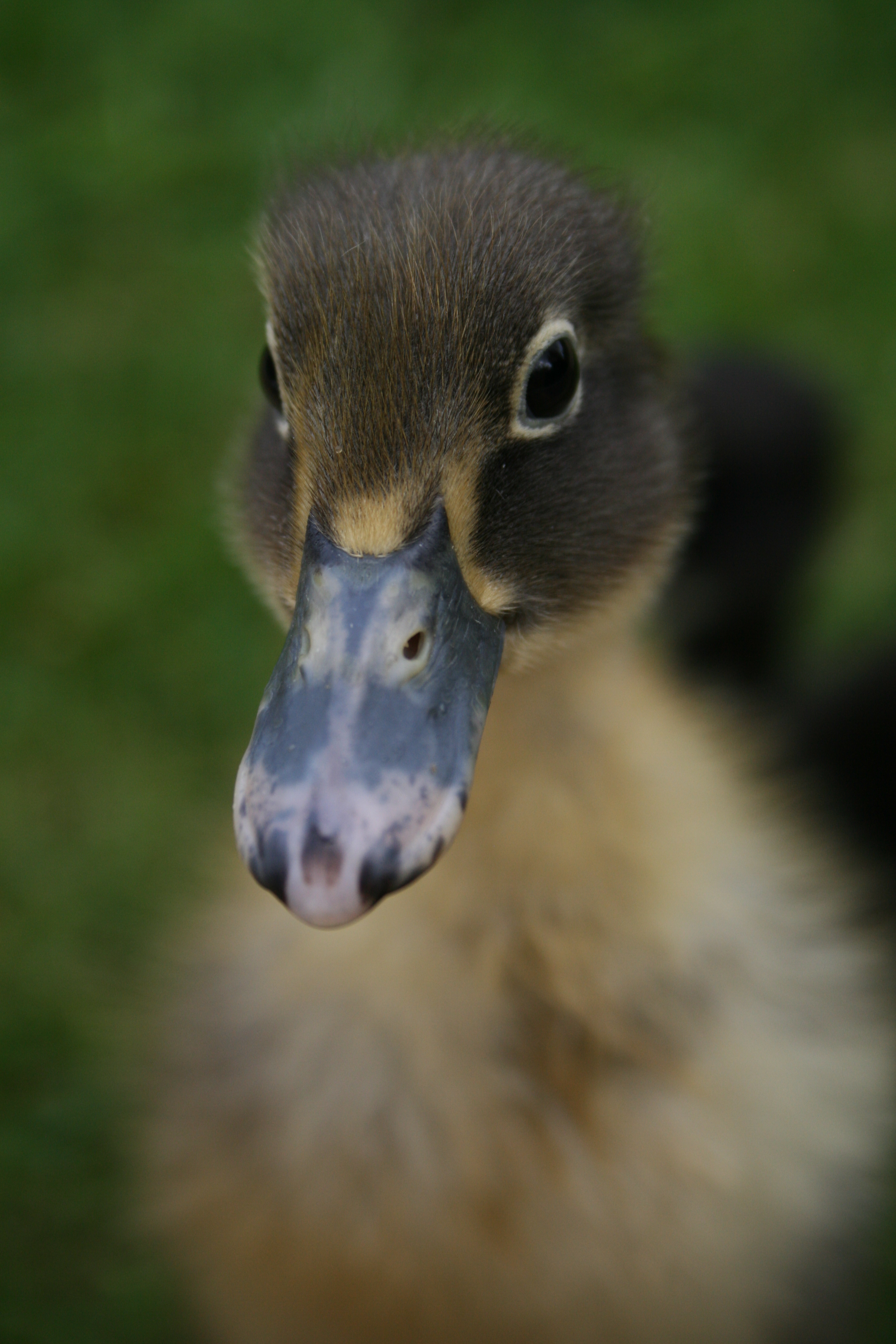 Indian Runners For Sale Ducks Breed Information Omlet