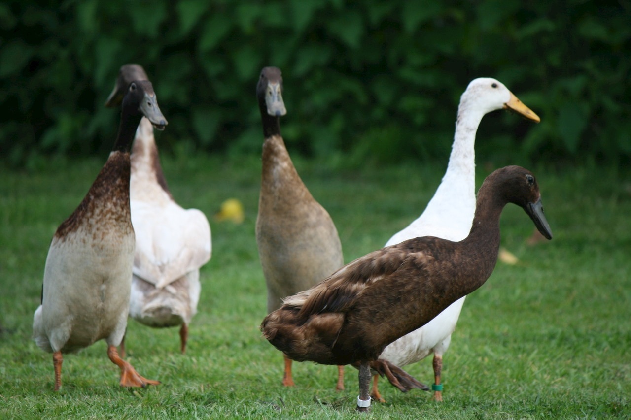 Indian Runners Ducks Breed Information Omlet